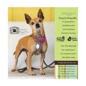 Be Part of the 1st Annual Pooch Playoffs!!!