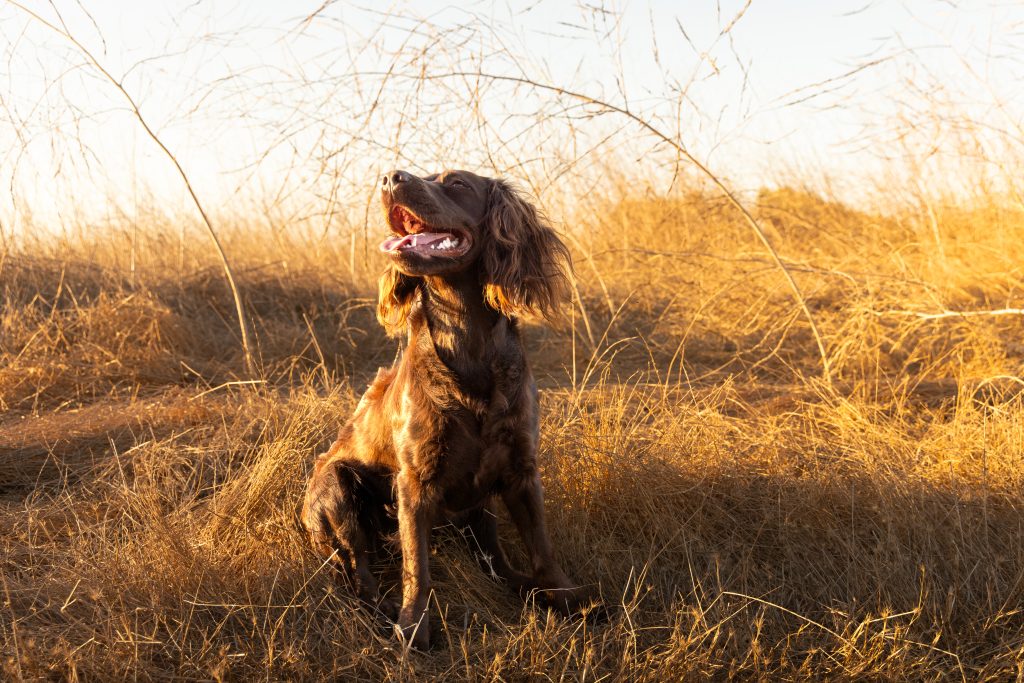 Images by Valerie Pet Photography
