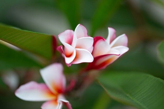 Ready to add some color to your day? 🌈 Check out this vibrant shot to brighten up your feed! Whether you're a mom on-the-go or just looking for some inspiration, this plumeria is a great reminder that the world is full of beauty. So why not capture it with your camera? Share your own colorful shots in the comments below and let's spread some joy! 📷💕

 #ColorfulWorld #VibrantShots #CaptureBeauty #smallbusiness  #santabarbaraphotographer #ilovemyclients #familyphotography #santabarbarasmallbusiness #downtownsantabarbara #supportlocalbusiness #existinphotos #familysession #familyphotographer #creatingmemories #memorymaker #capturetoday #mommyblogger #santabarbara_moms #momblogger #stoppingtime #stoptime #capturingthemoments #tinymoments  #momentsintime #childrenphotographer #memorymaker #landscapephotographer